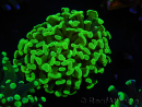 WYSIWYG Euphyllia paraancora (Elevage Recifathome) 23D5