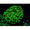 WYSIWYG Euphyllia paraancora (Elevage Recifathome) 10A5