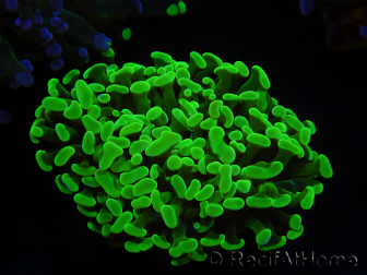 WYSIWYG Euphyllia paraancora (Recifathome Breeding) 10A5