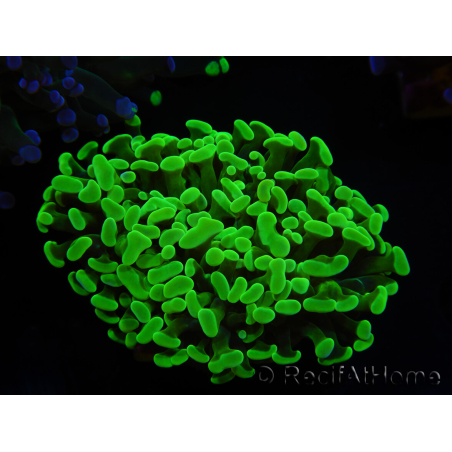 WYSIWYG Euphyllia paraancora (Elevage Recifathome) 23D6