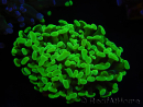 WYSIWYG Euphyllia paraancora (Zucht Recifathome) 10A5
