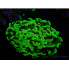WYSIWYG Euphyllia paraancora (Allevamento Recifathome) 10A5