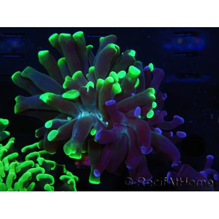 WYSIWYG Euphyllia paraancora (Zucht Recifathome) 10A5