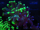 WYSIWYG Euphyllia paraancora (Elevage Recifathome) 23E1