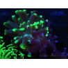 WYSIWYG Euphyllia paraancora (Elevage Recifathome) 23E1
