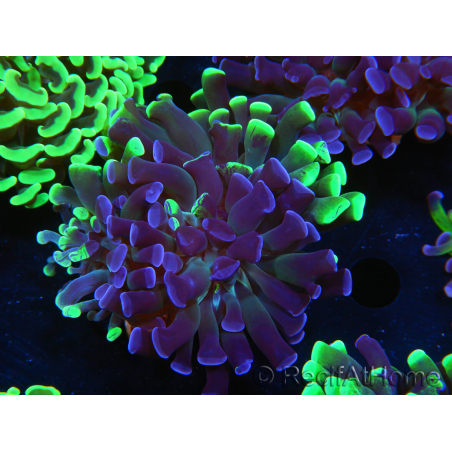 WYSIWYG Euphyllia paraancora (Allevamento Recifathome) 10A5