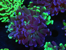 WYSIWYG Euphyllia paraancora (Elevage Recifathome) 23E2