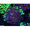 WYSIWYG Euphyllia paraancora (Elevage Recifathome) 23E2