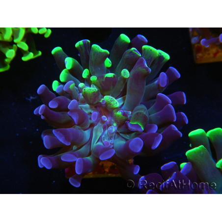WYSIWYG Euphyllia paraancora (Elevage Recifathome) 10A5