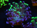 WYSIWYG Euphyllia paraancora (Recifathome Breeding) 10A5