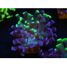 WYSIWYG Euphyllia paraancora (Elevage Recifathome) 23E3