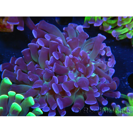 WYSIWYG Euphyllia paraancora (Zucht Recifathome) 10A5