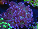 WYSIWYG Euphyllia paraancora (Elevage Recifathome) 10A5