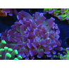 WYSIWYG Euphyllia paraancora (Elevage Recifathome) 23E4
