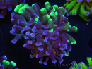 WYSIWYG Euphyllia paraancora (Elevage Recifathome) 23E5