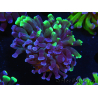 WYSIWYG Euphyllia paraancora (Zucht Recifathome) 10A5