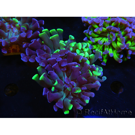 WYSIWYG Euphyllia paraancora (Elevage Recifathome) 10A5
