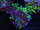 WYSIWYG Euphyllia paraancora (Cría Recifathome) 10A5