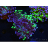 WYSIWYG Euphyllia paraancora (Elevage Recifathome) 23E6