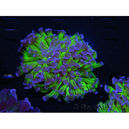 WYSIWYG Euphyllia paraancora (Cría Recifathome) 10A5