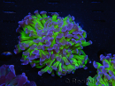 WYSIWYG Euphyllia paraancora (Recifathome Breeding) 10A5