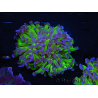 WYSIWYG Euphyllia paraancora (Zucht Recifathome) 10A5
