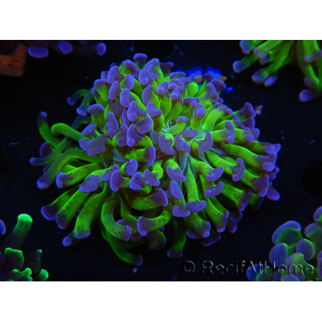 WYSIWYG Euphyllia paraancora (Elevage Recifathome) 10A5