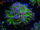 WYSIWYG Euphyllia paraancora (Elevage Recifathome) 23F2