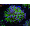 WYSIWYG Euphyllia paraancora (Zucht Recifathome) 10A5