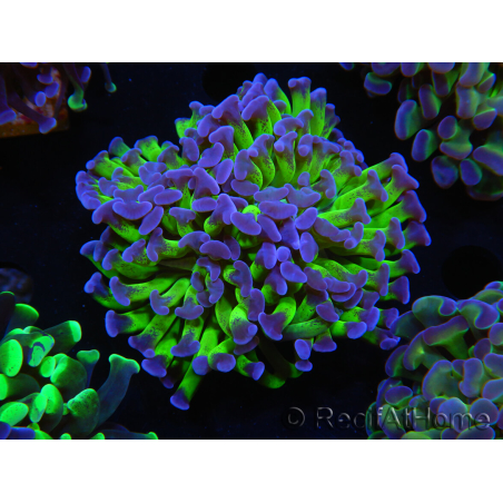 WYSIWYG Euphyllia paraancora (Elevage Recifathome) 10A5