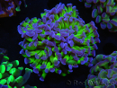 WYSIWYG Euphyllia paraancora (Elevage Recifathome) 10A5