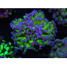 WYSIWYG Euphyllia paraancora (Elevage Recifathome) 10A5