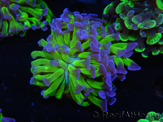 WYSIWYG Euphyllia paraancora (Allevamento Recifathome) 10A5