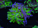WYSIWYG Euphyllia paraancora (Elevage Recifathome) 23F4