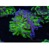 WYSIWYG Euphyllia paraancora (Cría Recifathome) 10A5