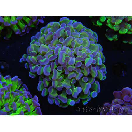 WYSIWYG Euphyllia paraancora (Elevage Recifathome) 23F5