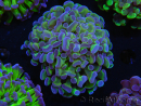 WYSIWYG Euphyllia paraancora (Elevage Recifathome) 10A5