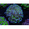 WYSIWYG Euphyllia paraancora (Elevage Recifathome) 23F5