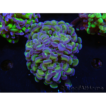 WYSIWYG Euphyllia paraancora (Allevamento Recifathome) 10A5