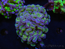 WYSIWYG Euphyllia paraancora (Elevage Recifathome) 23F6