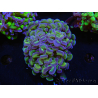 WYSIWYG Euphyllia paraancora (Elevage Recifathome) 23F6