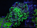 WYSIWYG Euphyllia paraancora (Elevage Recifathome) 10A5