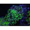 WYSIWYG Euphyllia paraancora (Elevage Recifathome) 10A5