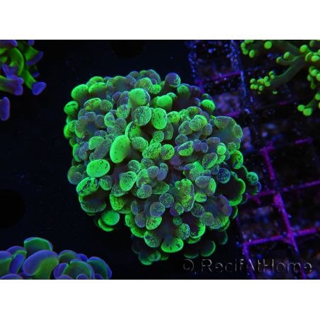 WYSIWYG Euphyllia paraancora (Elevage Recifathome) 10A5