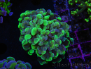 WYSIWYG Euphyllia paraancora (Elevage Recifathome) 23G2