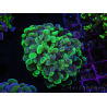 WYSIWYG Euphyllia paraancora (Recifathome Breeding) 10A5