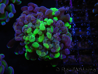 WYSIWYG Euphyllia paraancora (Allevamento Recifathome) 10A5