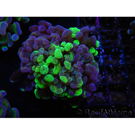 WYSIWYG Euphyllia paraancora (Recifathome Breeding) 10A5