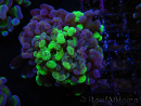 WYSIWYG Euphyllia paraancora (Recifathome Breeding) 10A5