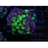 WYSIWYG Euphyllia paraancora (Cría Recifathome) 10A5